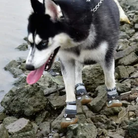 کفش سگ برند Generic